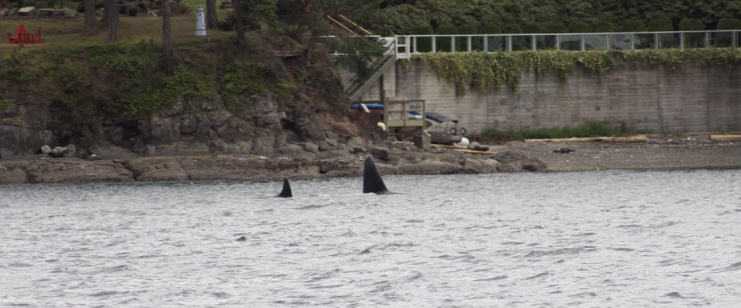 T18 and T19B hunt near Vancouver Island Bigg's Orcas Hunt