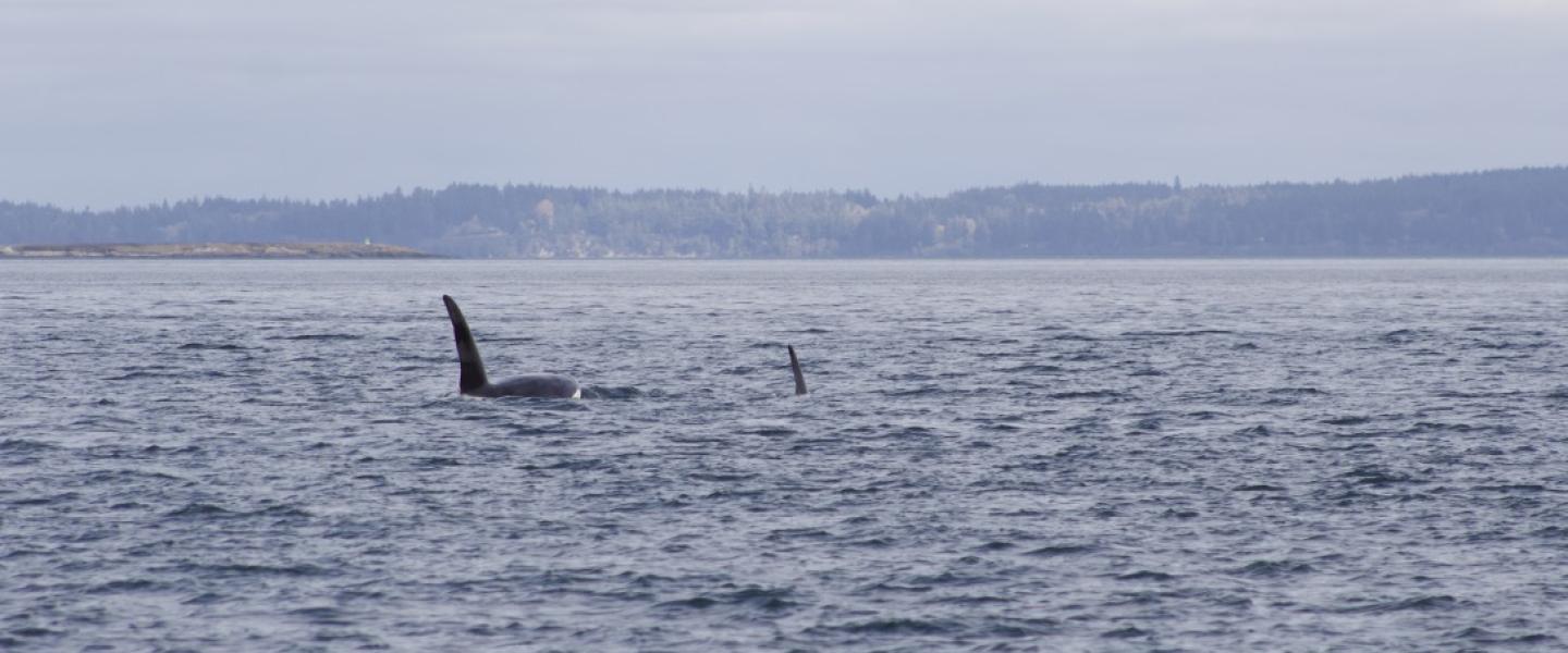 T123A and family traveling with T38A's and T35A's in Rosario Strait Male Bigg's Orca