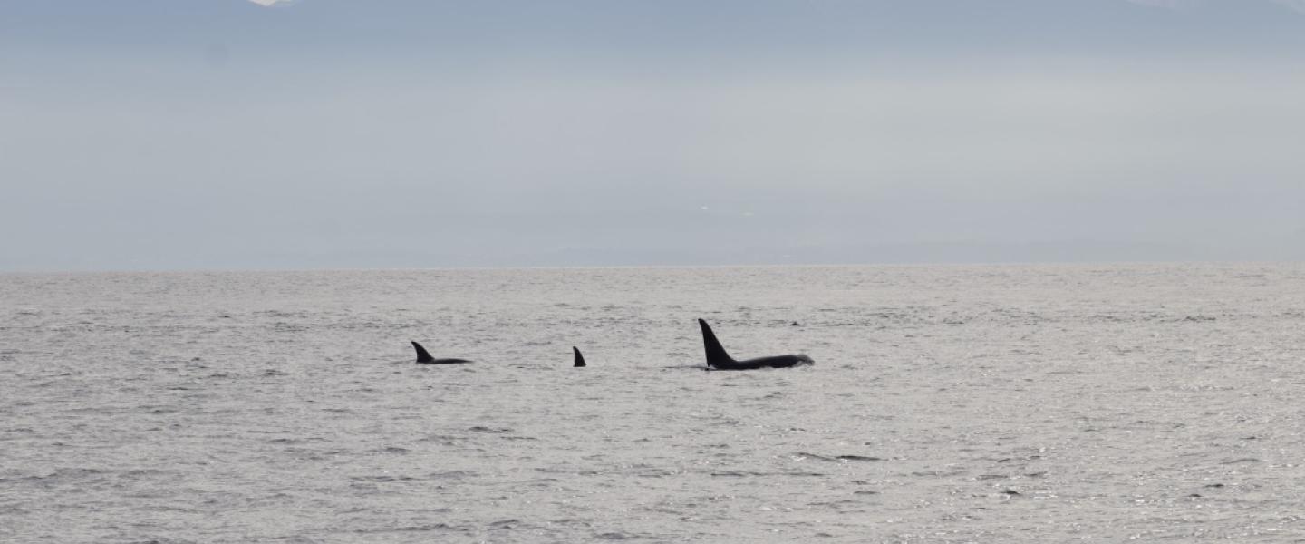 Rare family of killer whales (CA173s) surface in front of the Olympic Peninsula CA173s! The exotic family