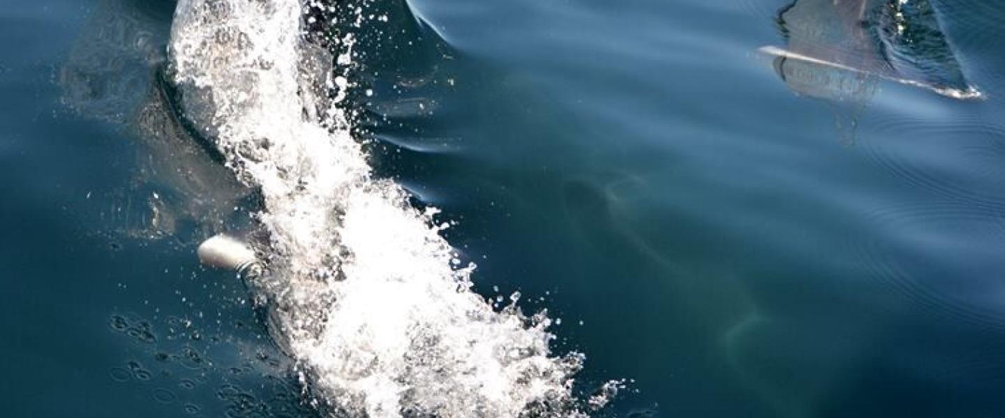 Dall's Porpoise Dall's Porpoise