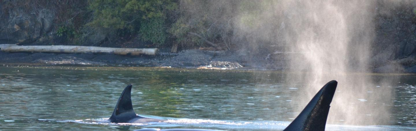 Bigg's Killer Whales Near Blakely Island