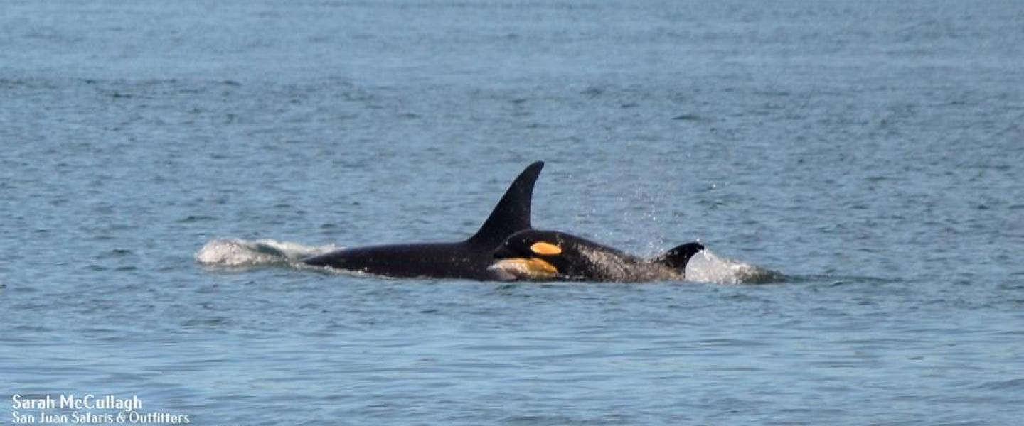 J Pod Found Foraging on Salmon Bank J Pod Found Foraging on Salmon Bank