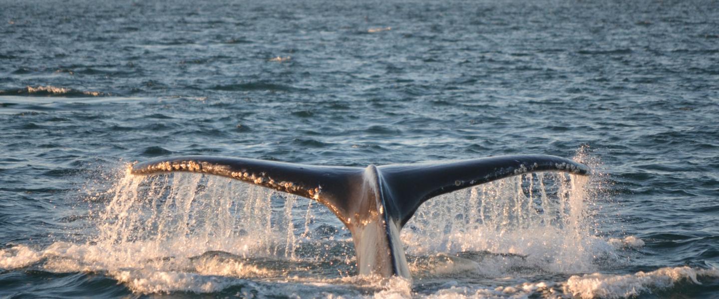 Humpback Whales outside of Active Pass Humpback Whales in Canadian Waters