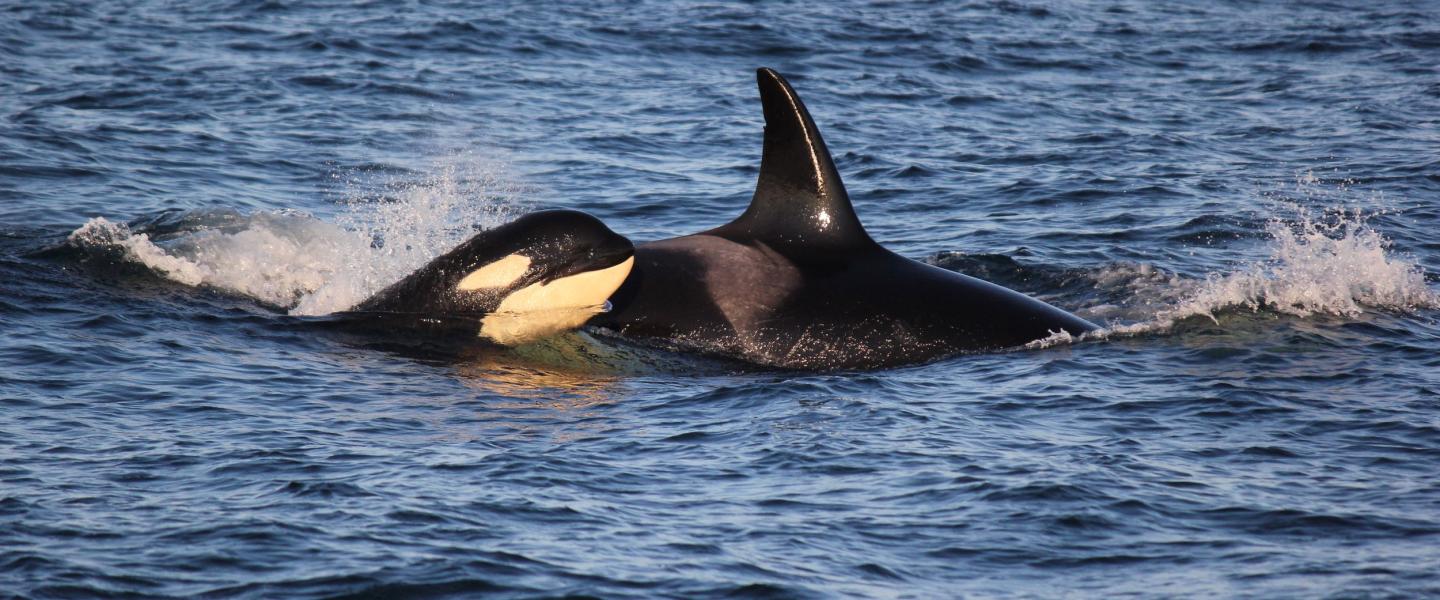 Bigg's Killer Whales in the Rosario Strait! Bigg's Killer Whales in the Rosario Strait!