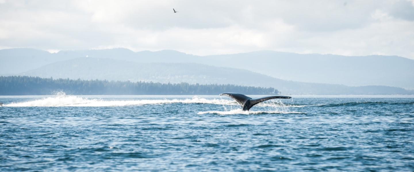 Humpback Whale Flukes up before a deep dive Humpback whale fluke