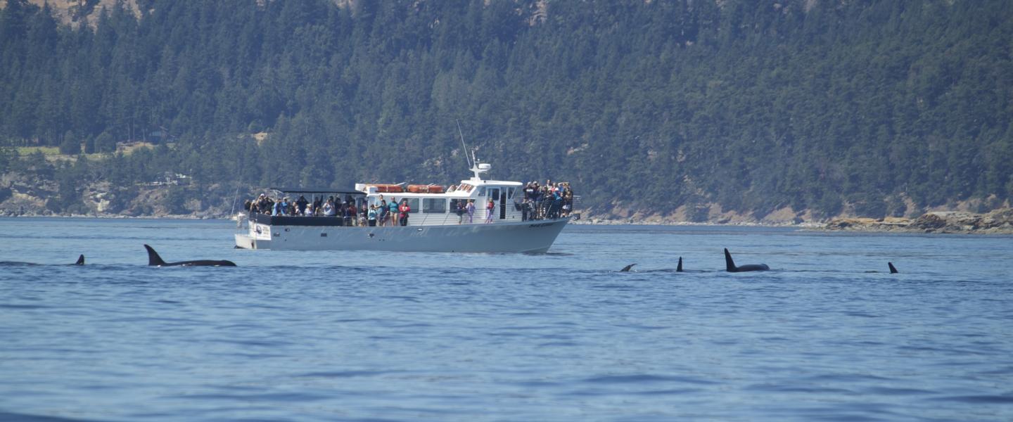 San Juan Island Orca Whale Watching