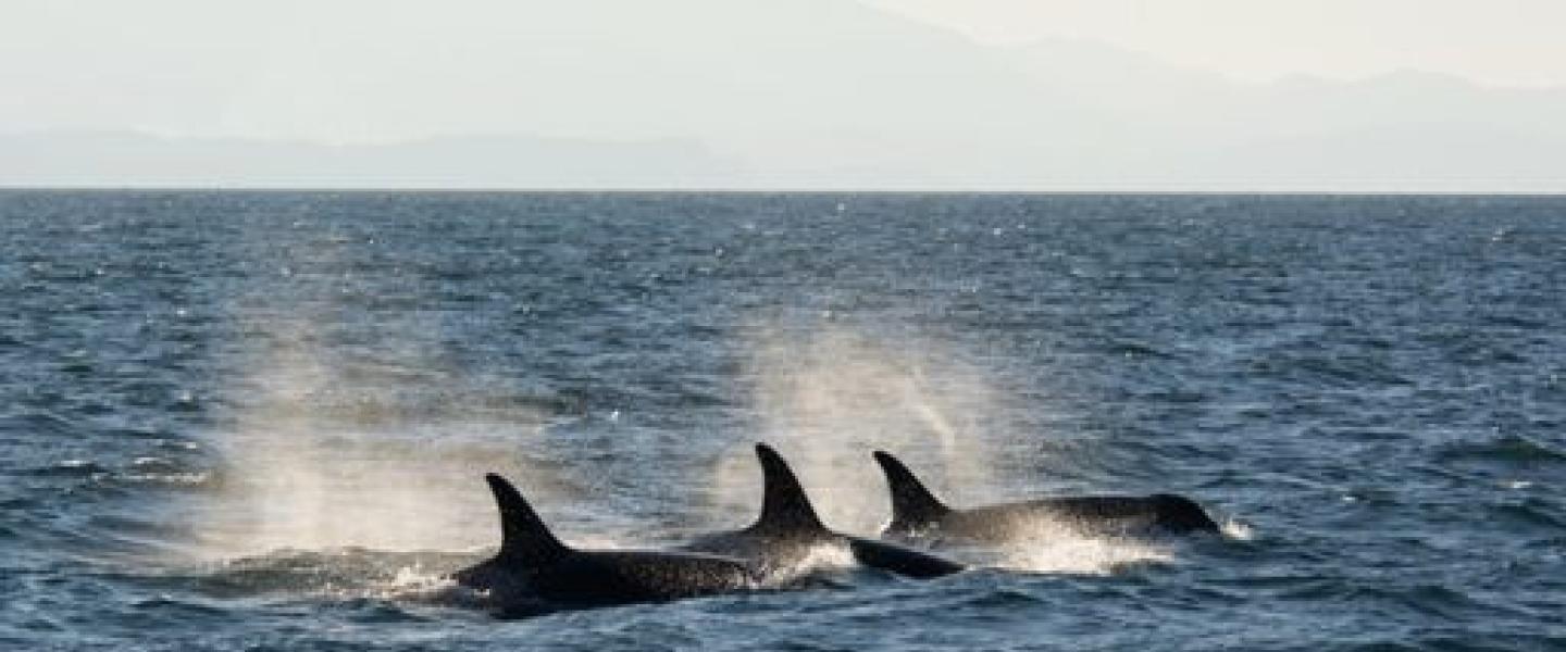 Bigg's Killer Whales moving as a family unit T65A's traveling together