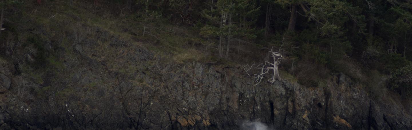 Transient killer whales near Turn Island