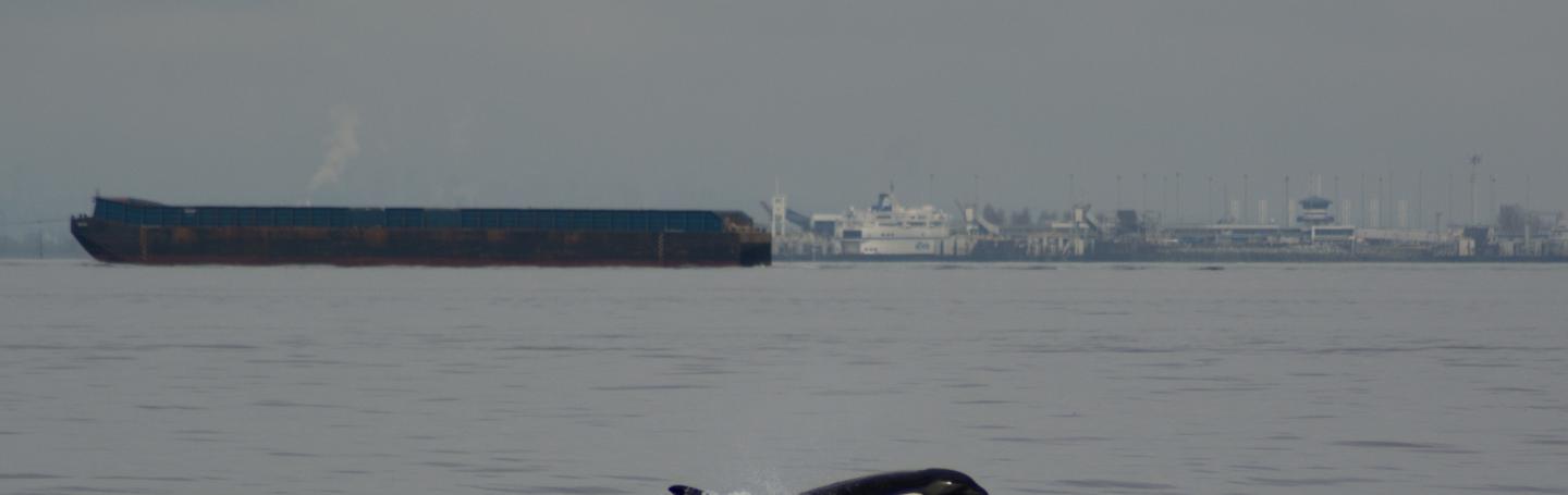 Transient killer whale in the Strait Georgia