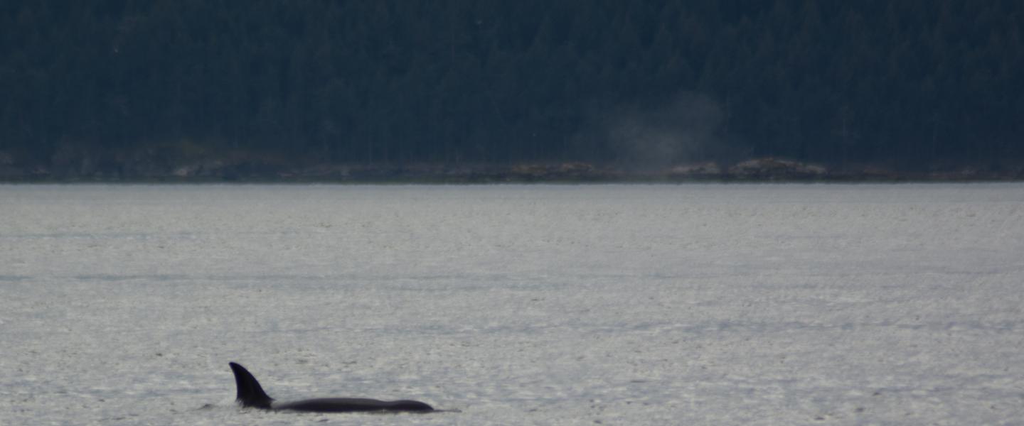 Female Bigg's killer whale surfacing Female Transient Killer Whale at the Surface