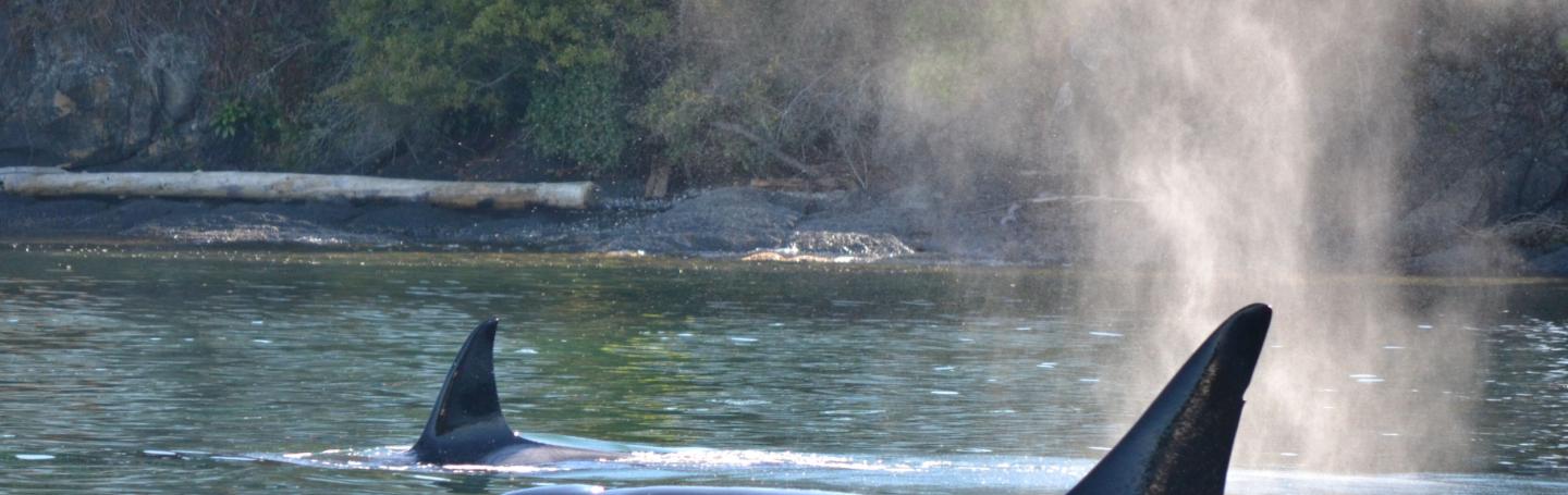 orcas surfacing near san juan islands