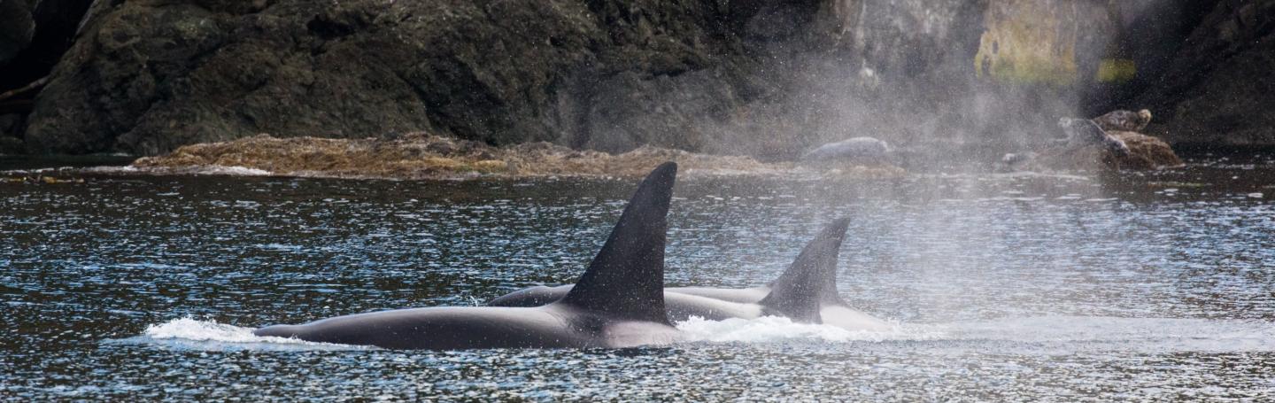 Bigg's Killer Whales in Plumper Sound