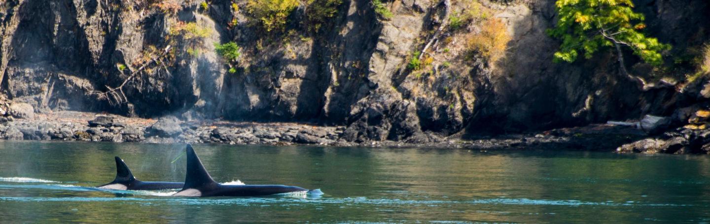 Bigg's Killer Whales Near Roche Harbor