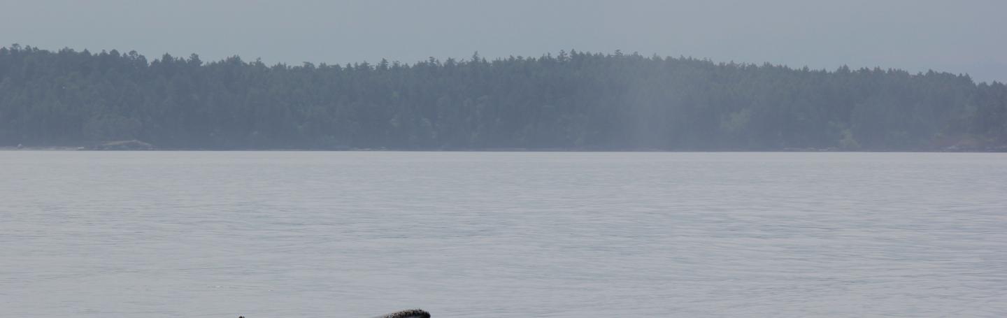 Humpback whale flukes