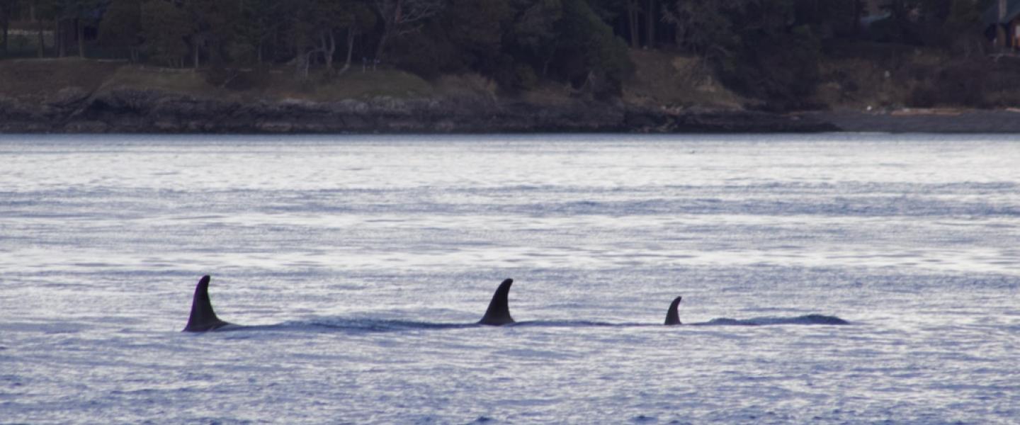 J19s in Haro Strait in Feb. 2019 Southern Resident Orcas of J pod