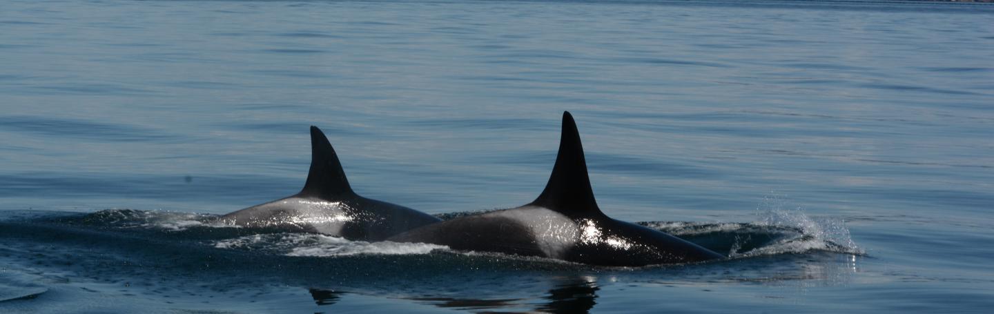 two orcas surfacing together in glassy water