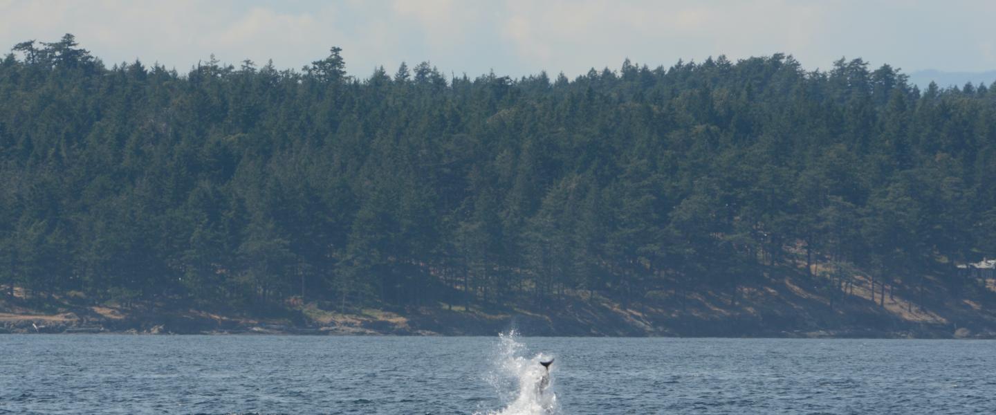 orca flinging porpoise in air killer whale launching a porpoise into the air during a hunt