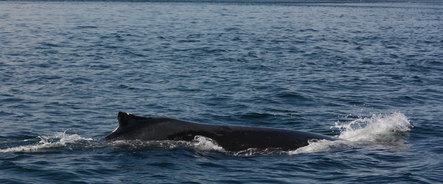 Humpback Surface humback whale surfacing with dorsal fin out of the water