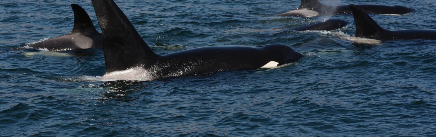 5 orcas surfacing together 