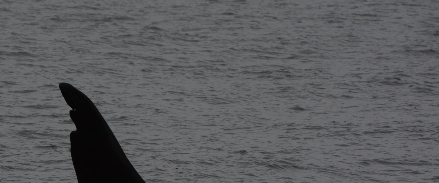 Chainsaw T63 male killer whale with two large notches on his dorsal fin