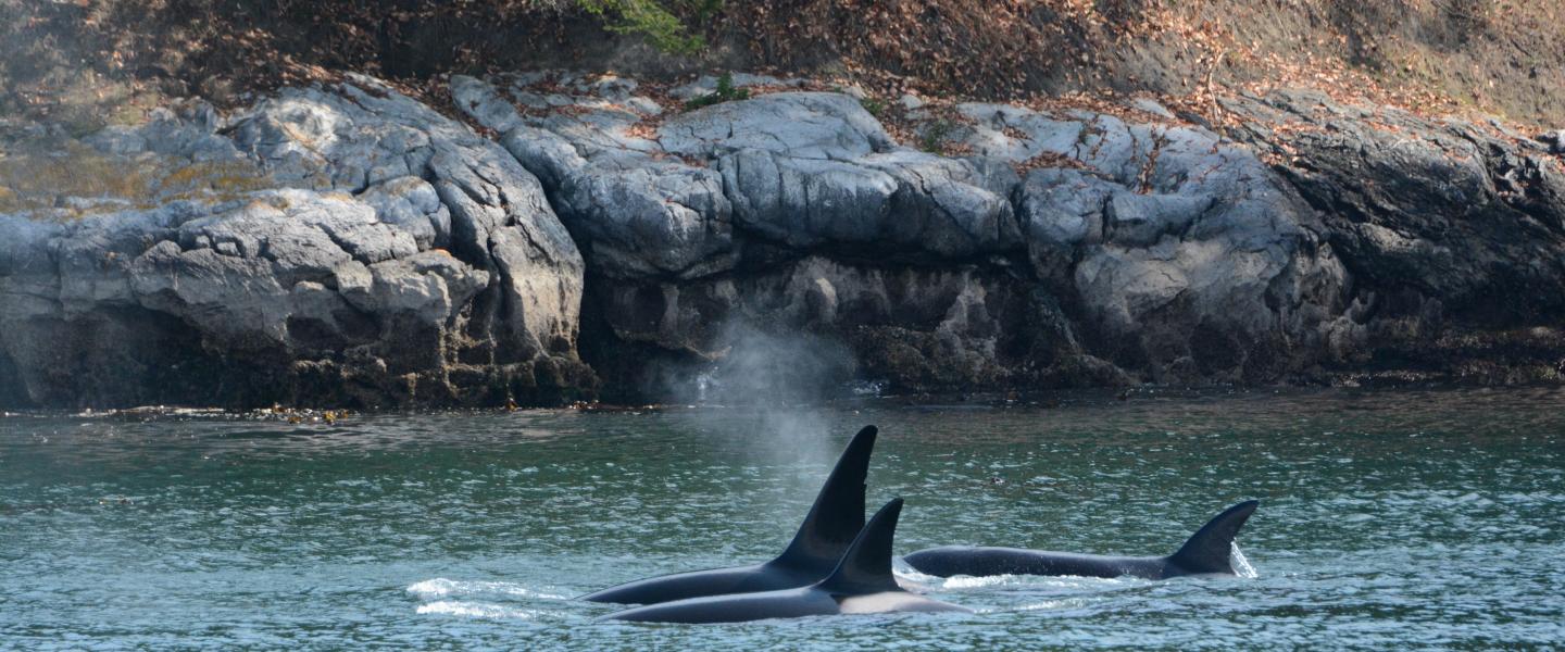 T109As, September 2024 pc: Olivia Esqueda, San Juan Safaris