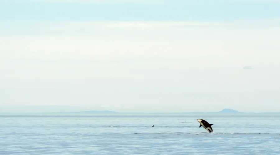 Orca jumping far off on the horizon