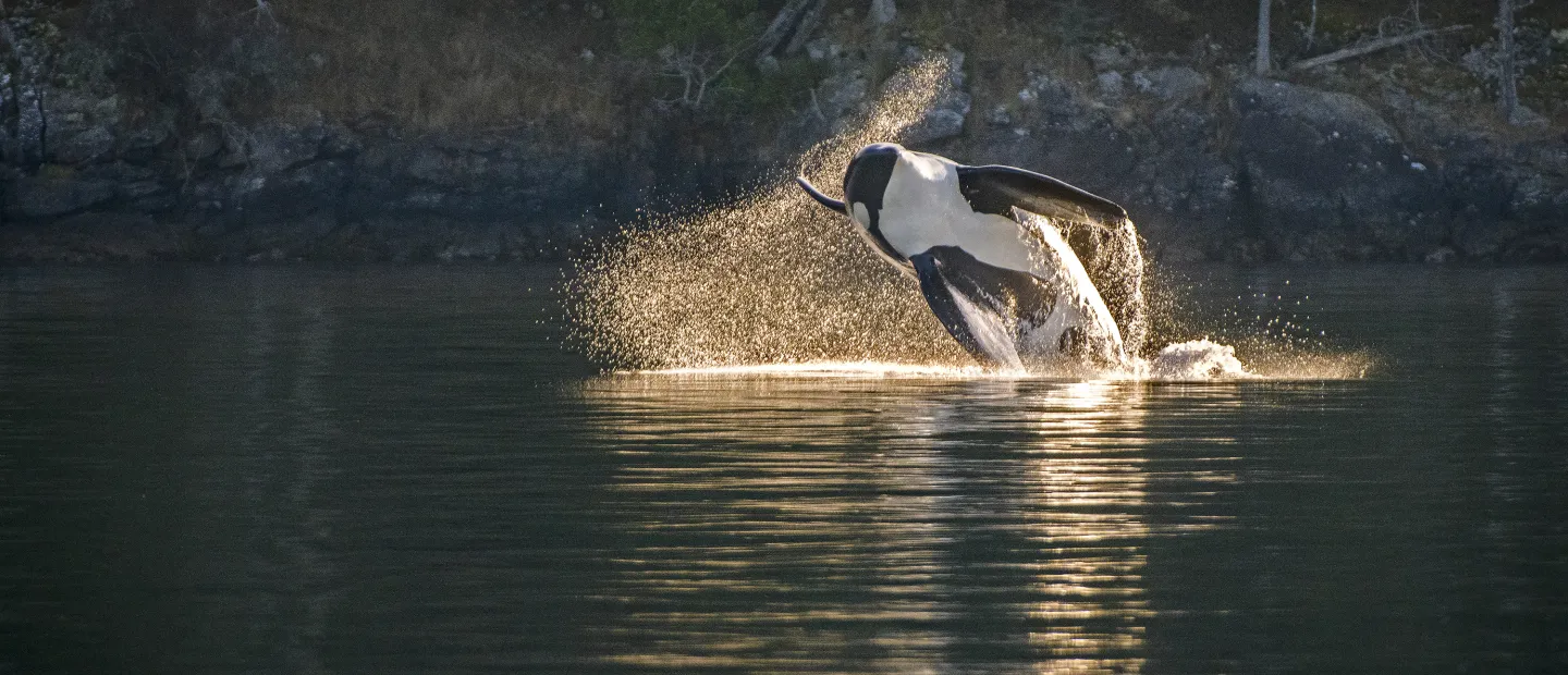 Whale Tail out of the water