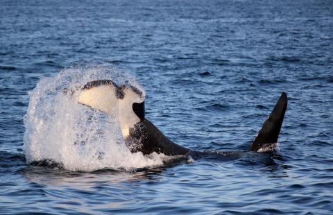 Whale Tail out of the water