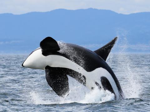 Classic Whale Watch from Friday Harbor