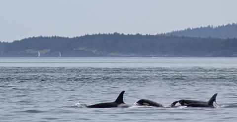 Bigg's Killer Whales Near Waldron Island