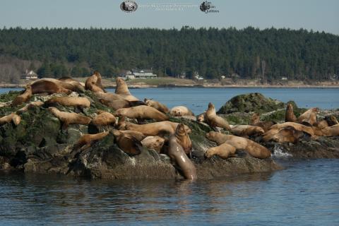 Northern sea lions spotted near San Juan Island