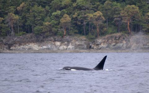 Male killer whale at the surface