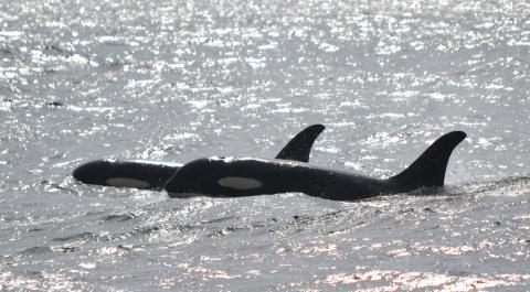 Transient orcas swim near Victoria, BC