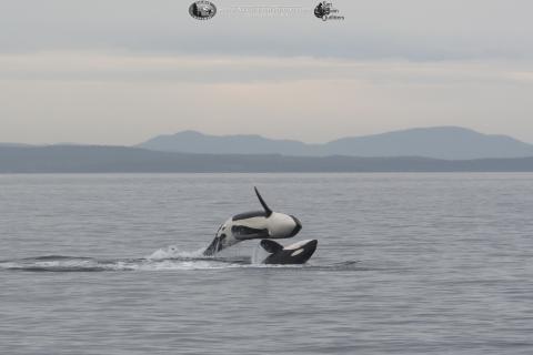 J Pod Jumping J Pod Jumping