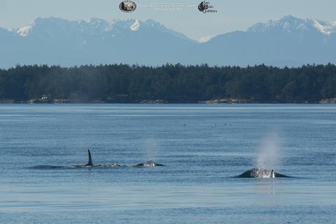 Killer whales traveling towards the Olympic Mountains