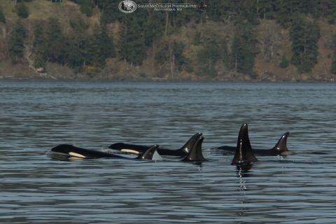 T65A Bigg's Killer Whales Around San Juan Island