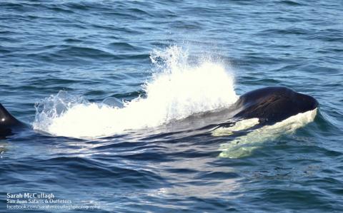 orcas surfacing