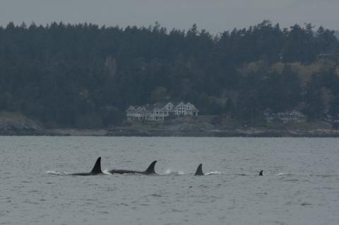 J Pod whales traveling together