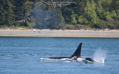 A transient killer whale and her calf surface in the San Juan Islands