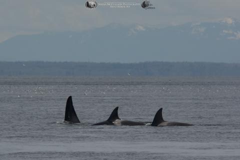 Transient Killer Whales in the Strait of Georgia