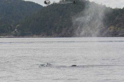 Humpback whale in the San Juan Islands