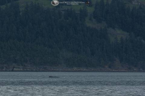 Humpback whale surfacing