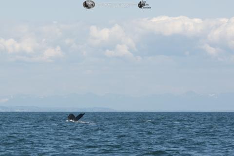 Humpback whale in the San Juan Islands