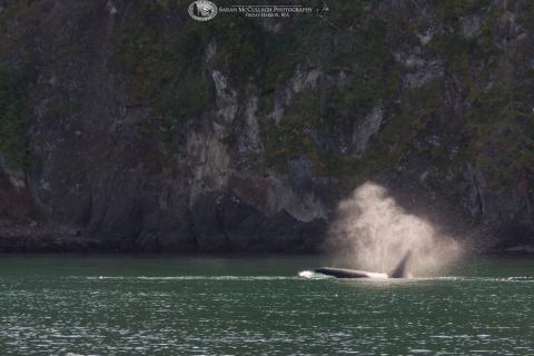 Orca surfacing by Spieden Island Orca surfacing by Spieden Island