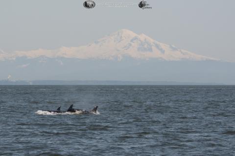 Killer whales surfacing in front of Mt. Baker