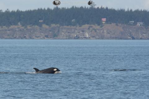 Killer whales surfacing