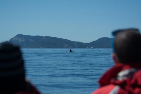 Watching killer whales