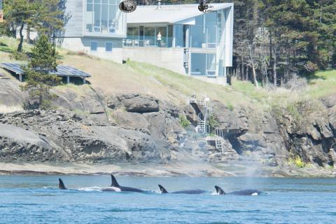 Orcas at Saturna Islands