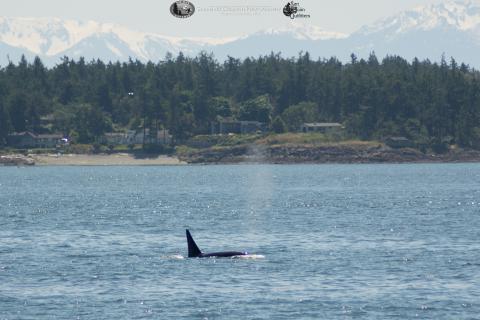 Male killer whale surfacing