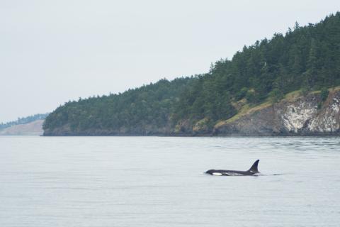 A Transient Orca Whale